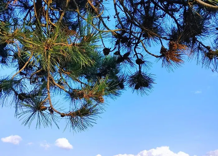 Vujanac Vikend Kuca Дом отдыха